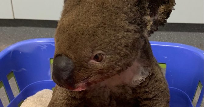 Daria Zawiałow i Organek pomagają koalom w Australii