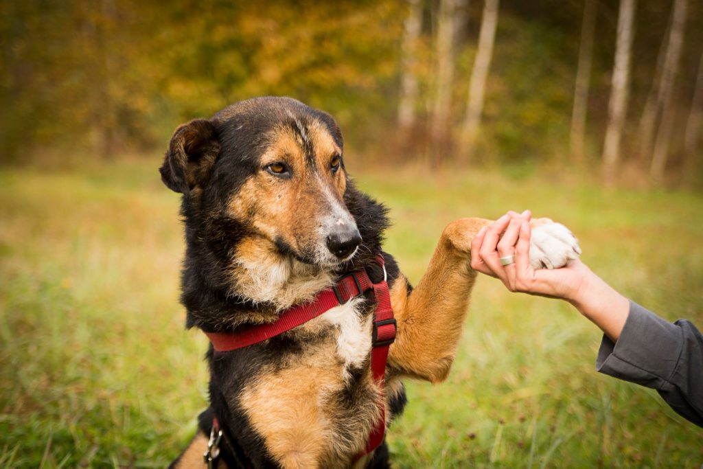 Fundacja Rasowy Kundel adopcja wywiad