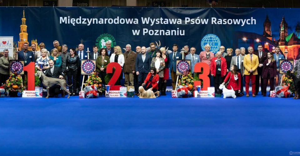 2 x Międzynarodowa Wystawa Psów Rasowych, 2 x International Dog Show, Poznań 5-6.11.2022
