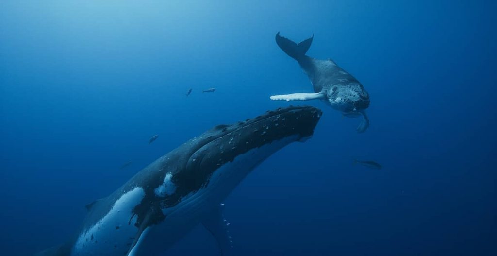Pieśni wielorybów