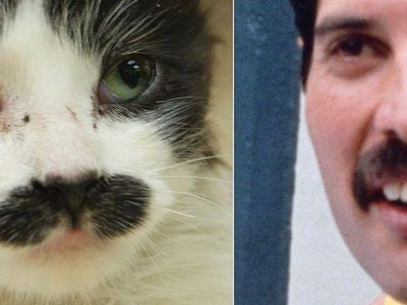 Freddie Mercury miał totalnego świra na punkcie kotów