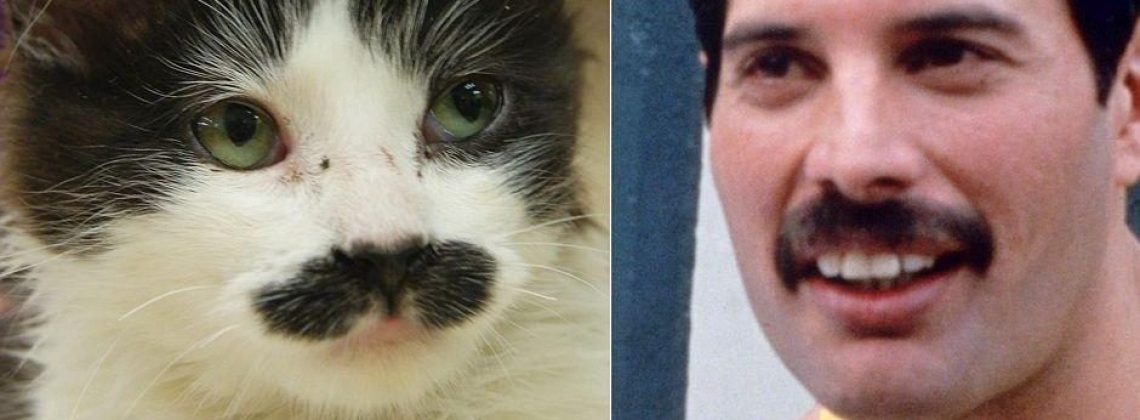 Freddie Mercury miał totalnego świra na punkcie kotów