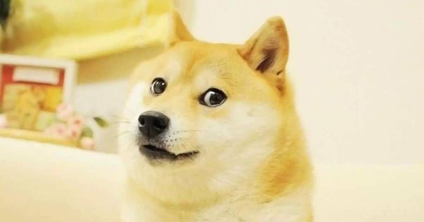 Pieseł Doge to nowe logo Twittera. O co chodzi Muskowi?