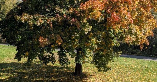 Rzekomo, czyli projekt bez twarzy, który chce oczarować świat. Posłuchajcie nowego singla „Vegetal Passivity”