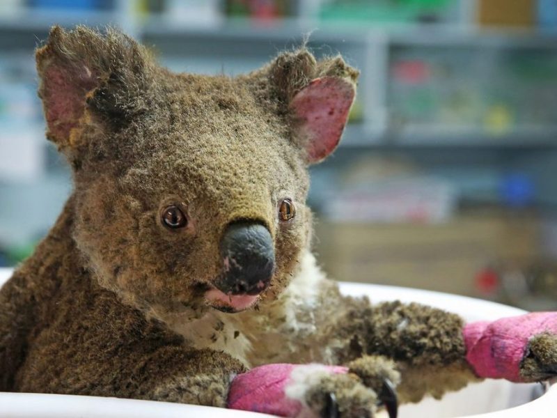 Daria Zawiałow i Organek pomagają koalom w Australii